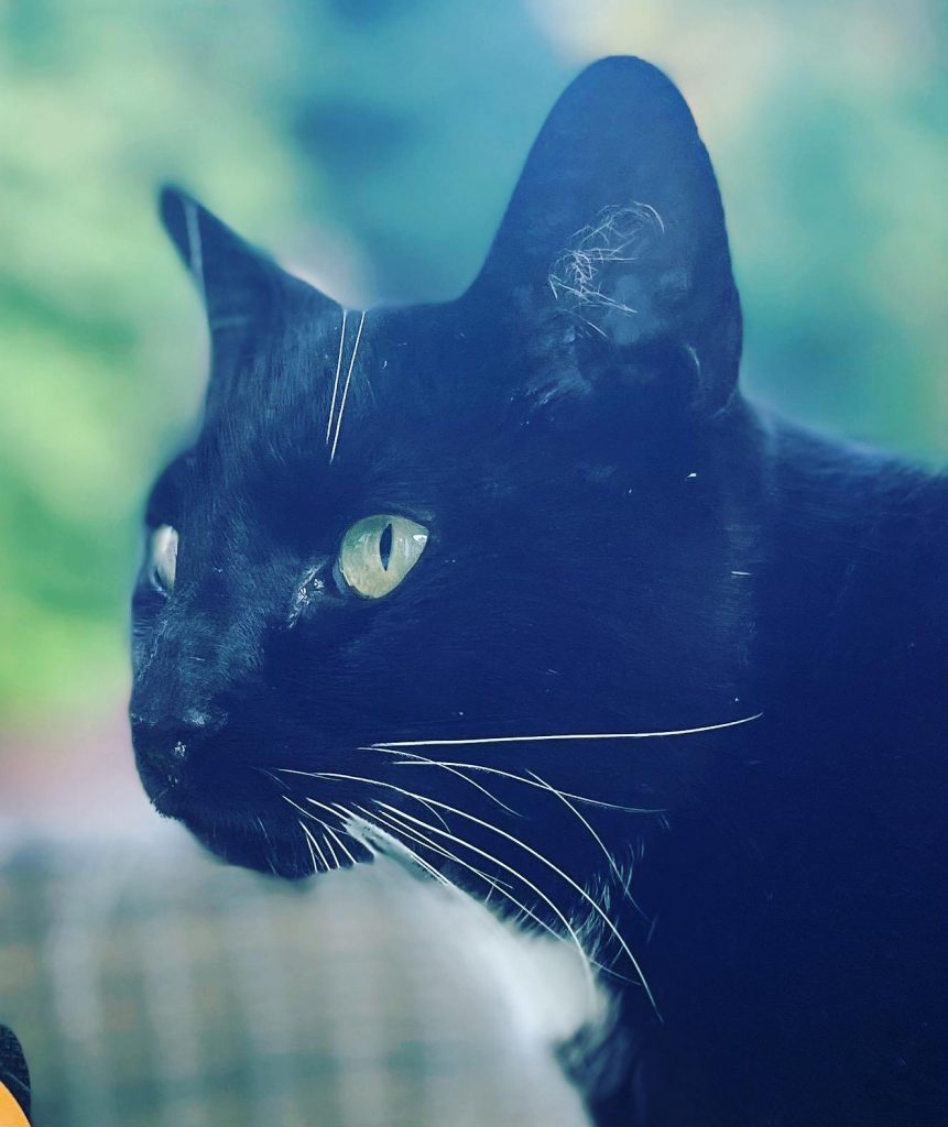 Basiskurs Tierkommunikation Tiergespräche Teirkommunikation lernen